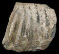 Partial Southern Mammoth Molar - Hungary #45553-2